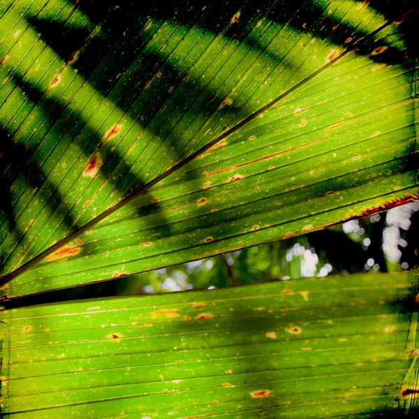 En la jungla — Foto de Stock