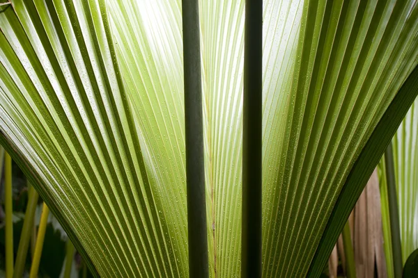 In the jungle — Stock Photo, Image