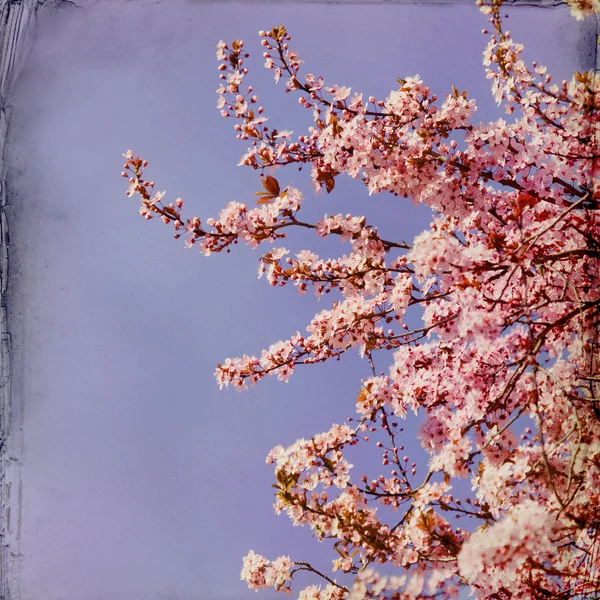 Marzycielski springflowers tło — Zdjęcie stockowe