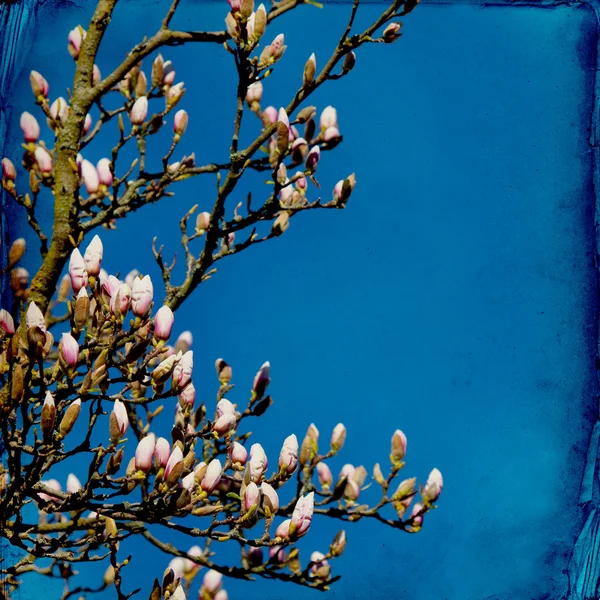 Magnolia de ensueño fondo —  Fotos de Stock