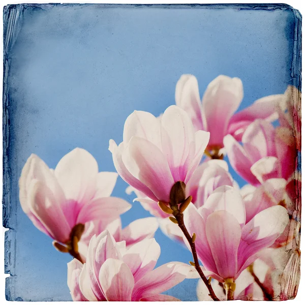 Ονειρικό magnolia φόντο — Φωτογραφία Αρχείου