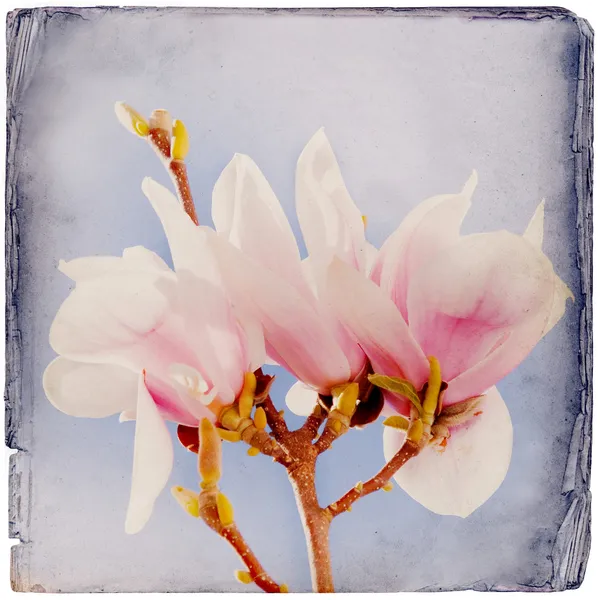 Dromerige magnolia achtergrond — Stockfoto
