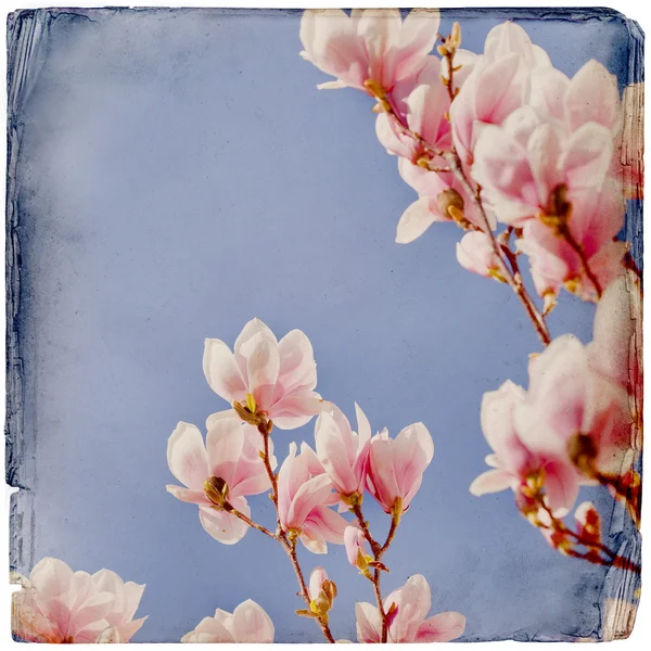 Dreamy magnolia background — Stock Photo, Image