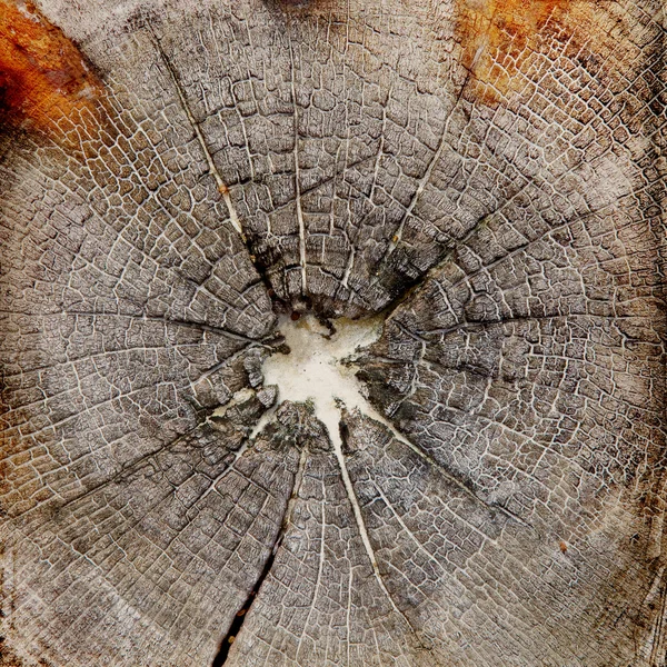 Wood structure grunge background — Stock Photo, Image