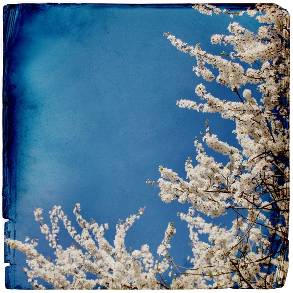 Dreamy springflowers background — Stock Photo, Image