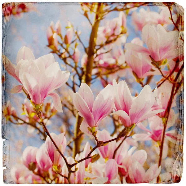 Dreamy magnolia fond — Photo