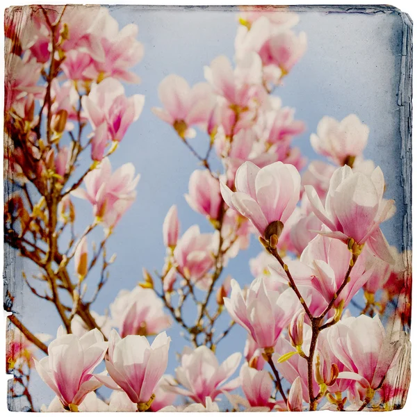 Dreamy magnolia fond — Photo