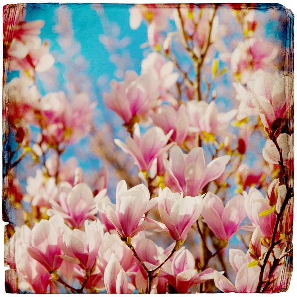 Dreamy magnolia background — Stock Photo, Image