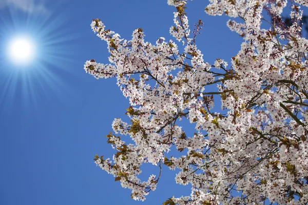 Hintergrund Frühlingsblüte — Stockfoto