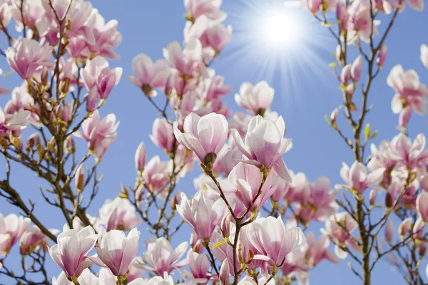Manolya çiçeği ile mavi gökyüzü — Stok fotoğraf