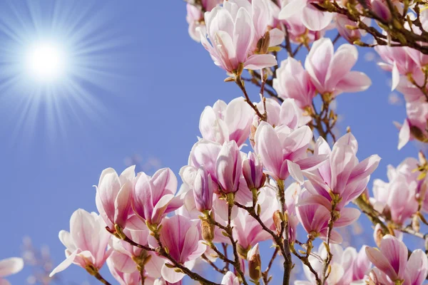 Modrá obloha s květy magnólie — Stock fotografie