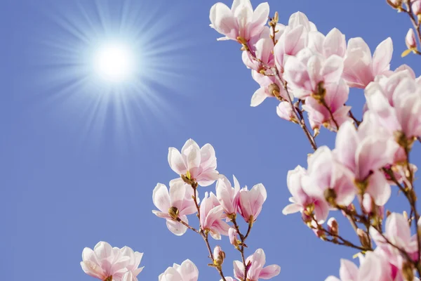 Μπλε του ουρανού με magnolia άνθος — Φωτογραφία Αρχείου
