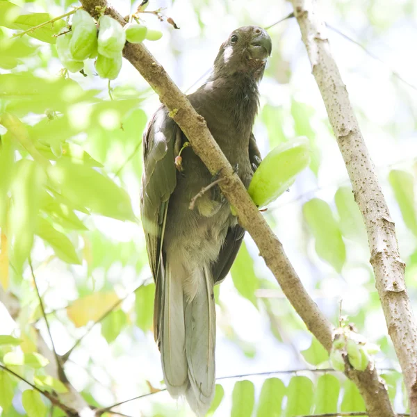 Редкий, эндемичный черный попугай — стоковое фото