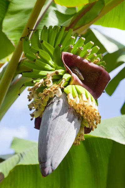 Flor de banana e frutos — Fotografia de Stock