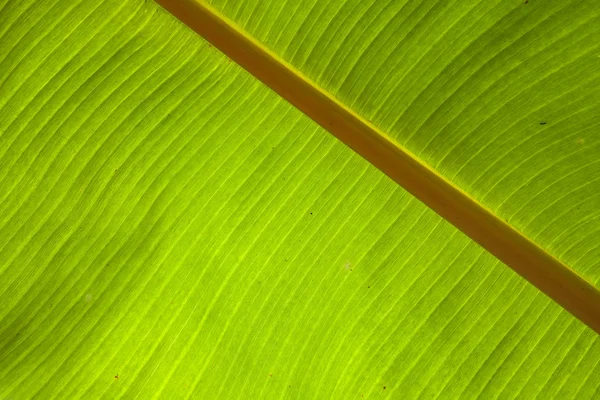 Fond de feuille de banane verte — Photo
