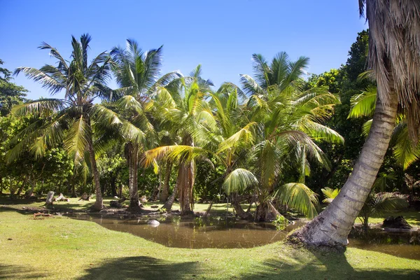 Palmiye ağaçları ile tropikal peyzaj — Stok fotoğraf