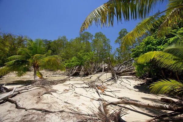 Tropische landschap met palmbomen — Stockfoto