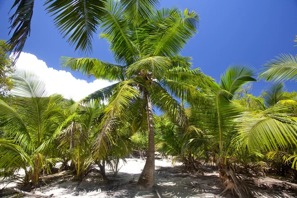 Tropische landschap met palmbomen — Stockfoto