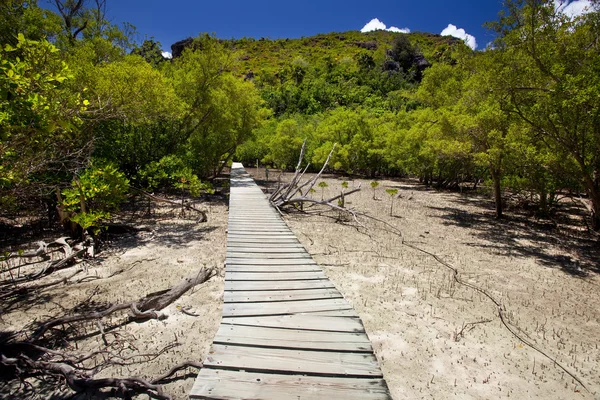 Caminho pela floresta de manguezais — Fotografia de Stock