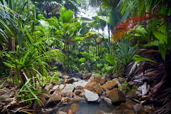 Paisaje de la selva con cascada — Foto de Stock