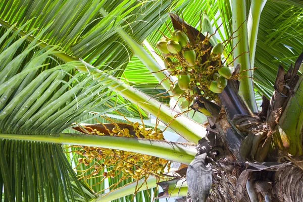 Кокосы на пальме — стоковое фото