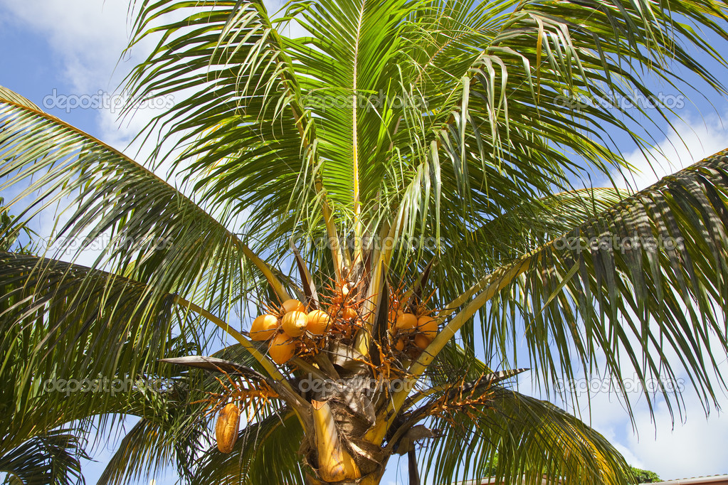 Coconuts on a palm tree Stock Photo by ©piolka 43363541