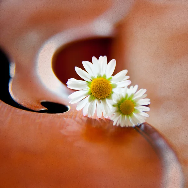 바이올린과 데이지와 빈티지 배경 — 스톡 사진