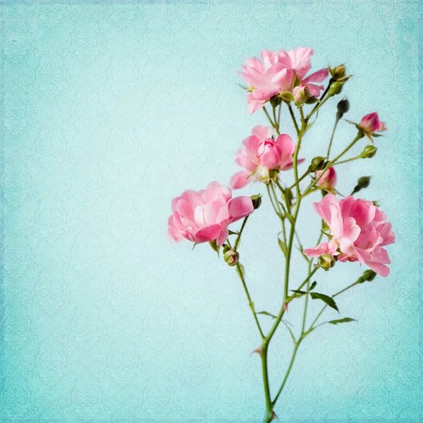 Shabby κομψό φόντο με τριαντάφυλλο — Φωτογραφία Αρχείου