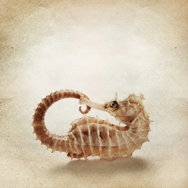 Vintage background with sea horse — Stock Photo, Image