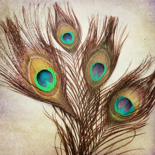 孔雀羽毛的老式背景 — 图库照片