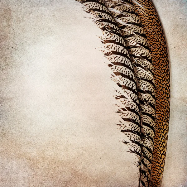 用 phesant 羽毛的老式背景 — 图库照片