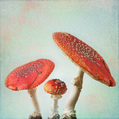 antika arka plan ile sinek agaric