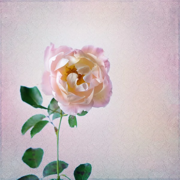 Вінтажний фон з трояндою і чашкою — стокове фото