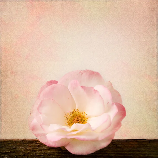 Винтажный фон с розой и чашкой — стоковое фото