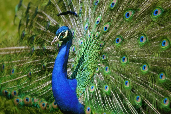 Hermoso pavo real extiende sus plumas — Foto de Stock