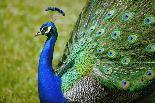 Beautiful peacock spreads his feathers