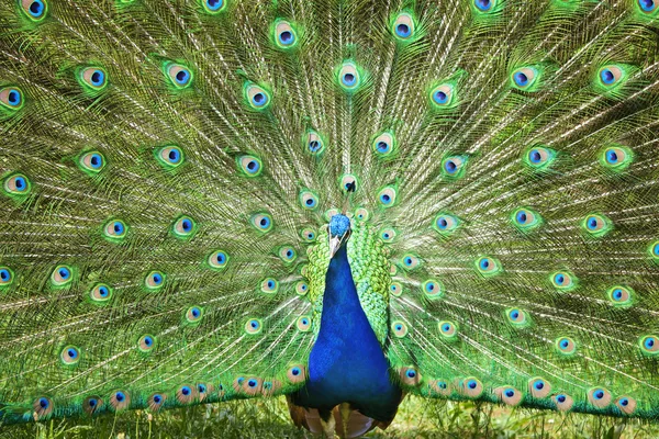 Hermoso pavo real extiende sus plumas — Foto de Stock