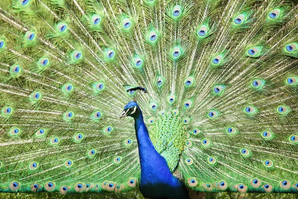 Belo pavão espalha suas penas — Fotografia de Stock