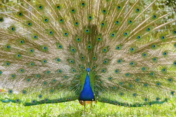 Hermoso pavo real extiende sus plumas —  Fotos de Stock