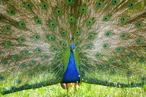 Beautiful peacock spreads his feathers — Stock Photo, Image