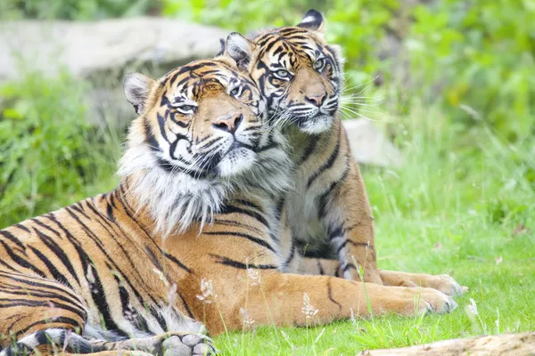 Two tigers together — Stock Photo, Image
