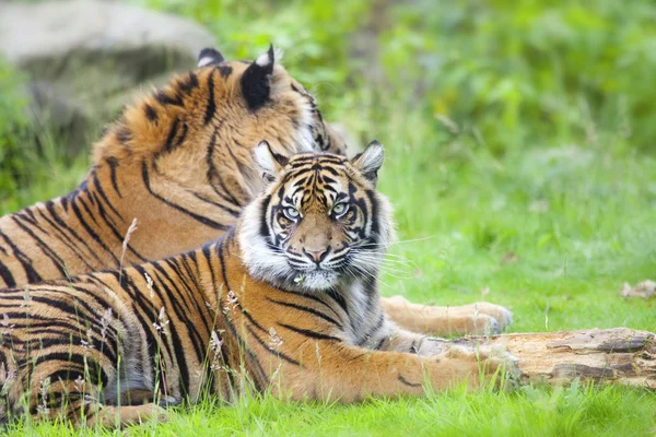 Two tigers together — Stock Photo, Image