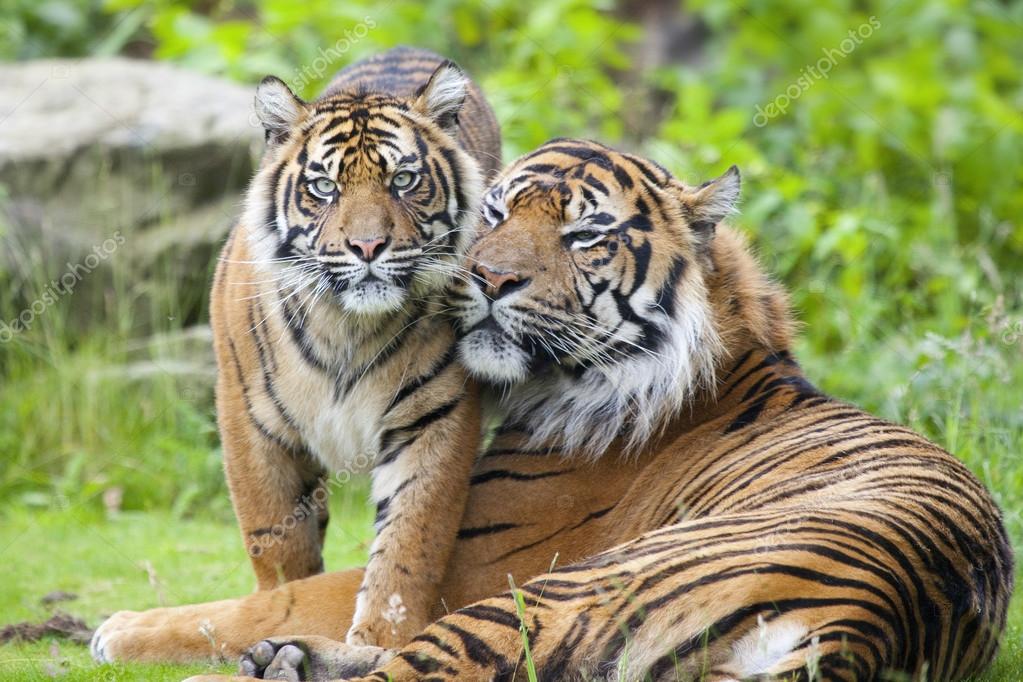 Two tigers together — Stock Photo © piolka #48475183