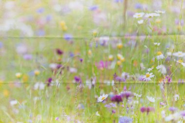 Wildflower meadow background clipart