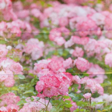 Gül çiçeği arka plan