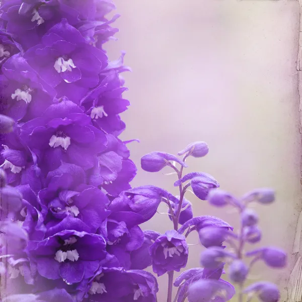 Garden lupin background — Stock Photo, Image