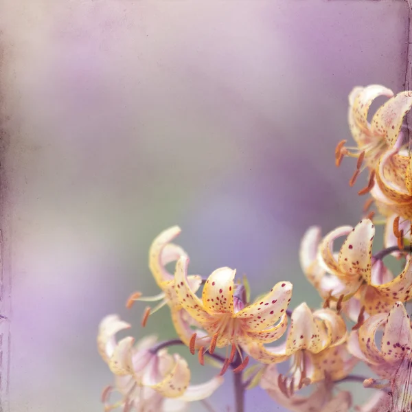 Trädgård lily bakgrund — Stockfoto