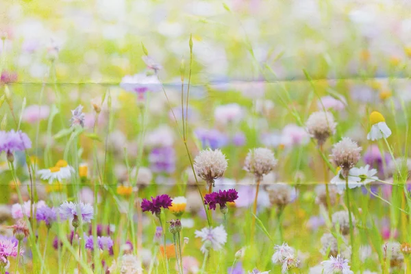 Wildflower äng bakgrund — Stockfoto