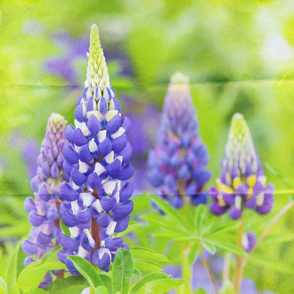 Zahradní lupin pozadí — Stock fotografie