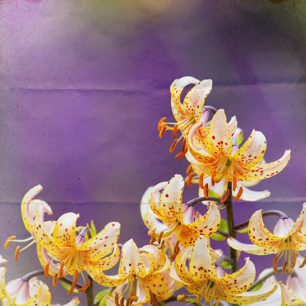 Фон садовой лилии — стоковое фото